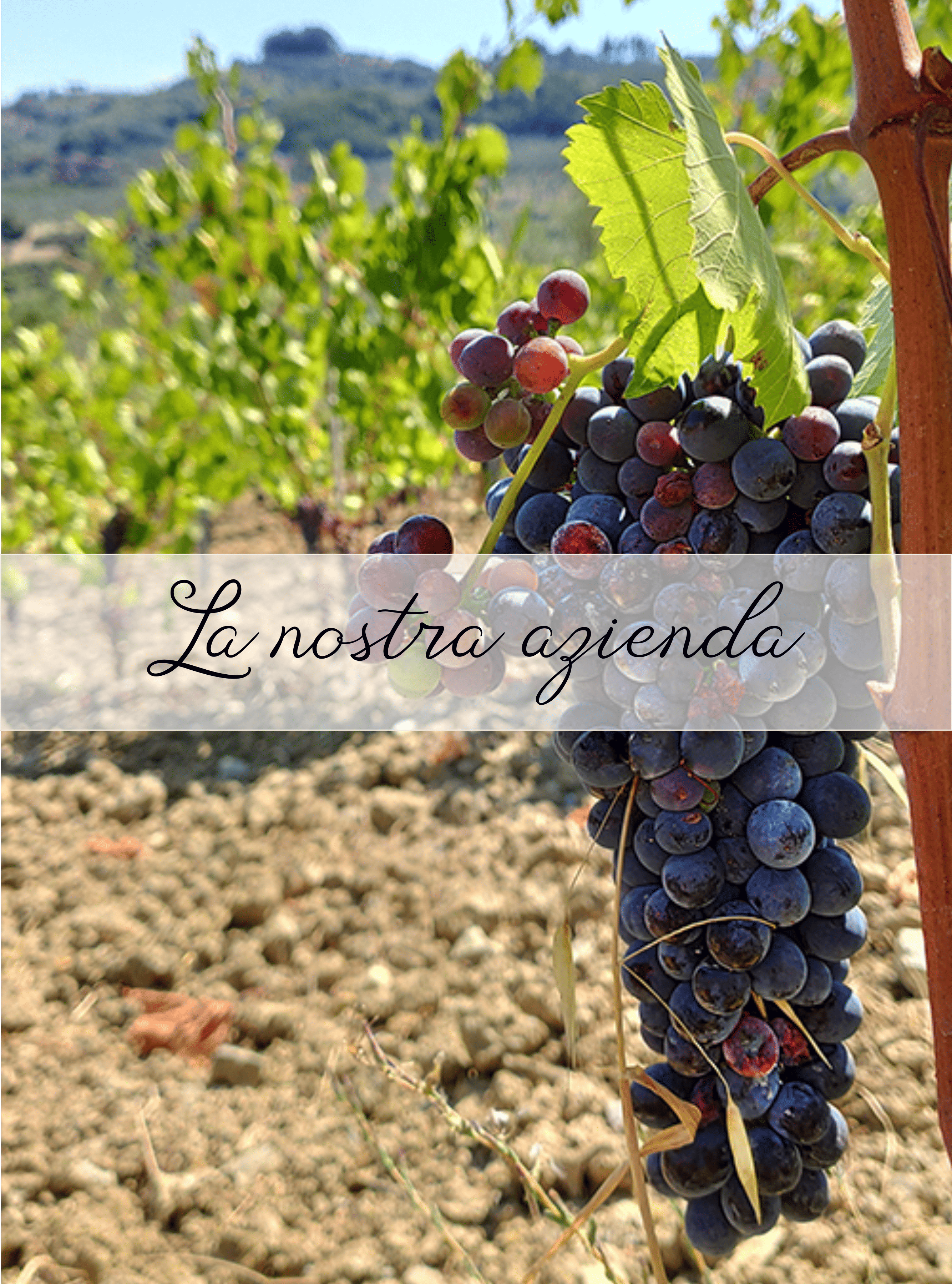 Azienda